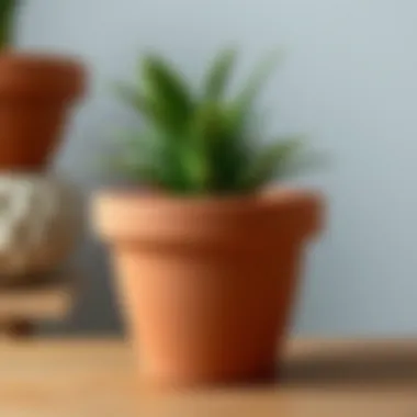 Natural terracotta 7.5-inch pot with lush greenery